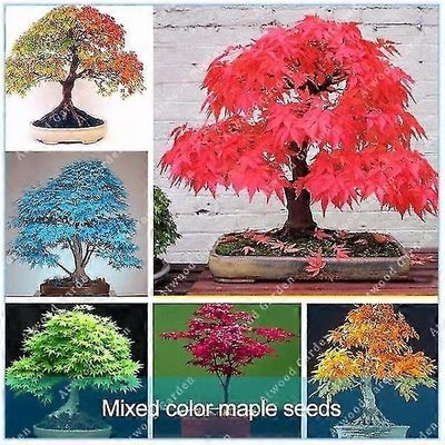 Suunnittele oma DIY-bonsaipuusi kuumilla bonsaipuiden siemenillä