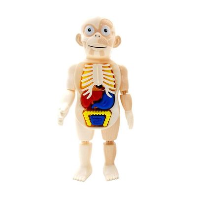 Pædagogisk 3d Puslespil Menneskekroppen Anatomi Model Pædagogisk Læringsorgan Samlet Legetøj Krop Organ Undervisningsværktøj Til Børn