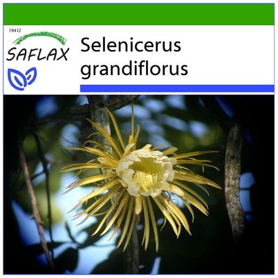 Saflax - 40 siemenet - maaperä - Queen of Night - Reine de la nuit - Regina della notte - Reina de las flores - Königin der Nacht