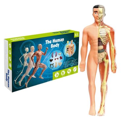 Unbrand Ihmiskehomalli lapsille - interaktiivinen anatomiamalli, joka on täysin selkeä luiden, elinten, anatomian ja fysiologian tutkimustyökaluilla A