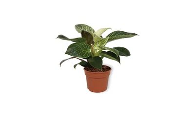 WL Plants - Philodendron White Wave - Philodendron - Kamerplanten - Luchtzuiverend - ± 15cm hoog - 12cm diameter - in Kweekpot