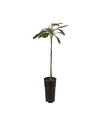 DECOALIVE Árbol de Aguacate Frutal Tropical Planta Natural