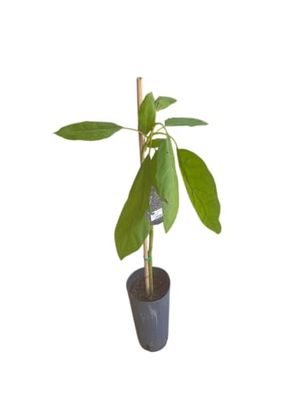 Árbol de Palta Natural – 1,5m – Planta Frutal Injertada para Huerto o Patio