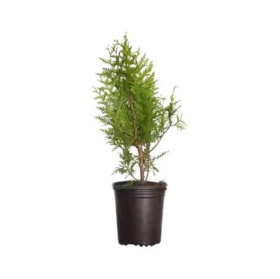 Thuja Natural Planta de Exterior Resistente y de Riego Moderado
