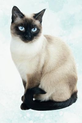 Siamese Cat Journal