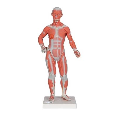 3B Scientific B59 Modèle Musculaire, Echelle 1/3, en 2 Parties + Application anatomie gratuite - 3B Smart Anatomy