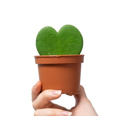 La Planta del Amor Hoya Kerrii Natural