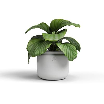 Artevasi Astrea Pot, Pot de Fleur, Pot décoratif, Céramique Fait à la Main, Couleur Blanc, 20cm