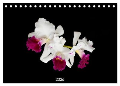 Leuchtende Cattleyen (Tischkalender 2026 DIN A5 quer), CALVENDO Monatskalender: Cattleyenblüten magisch losgelöst