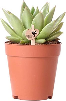 Echeveria Agavoides Crasa Natural de Interior y Exterior