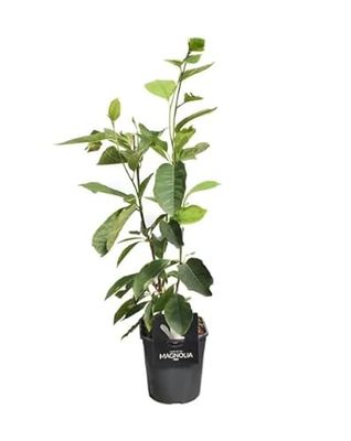 Magnolia Natural Planta de Jardín con Altura de 70cm Aproximadamente