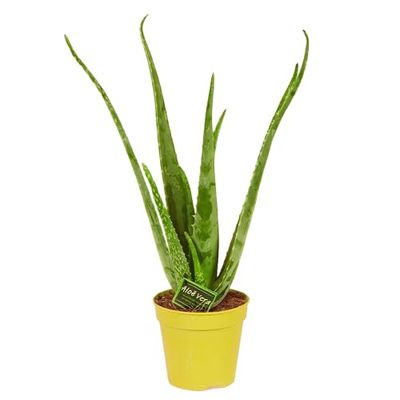 Aloe Vera Natural Planta Suculenta de Exterior y Poco Riego