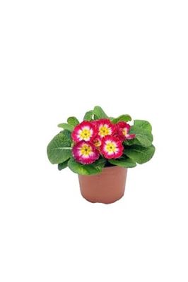 Primula - Flor Natural Perfecta para Embellecer tu Jardín en Primavera
