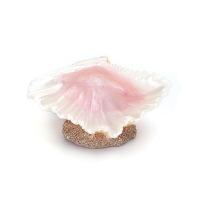 Schelp met natuurlijke textuur en verschillende kleuren, ideaal voor decoratie en knutselwerk, tafeldecoratie.