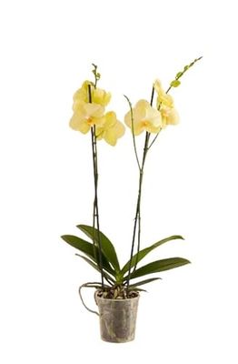 Orquídea Phalaenopsis La Flor de la Belleza y la Exquisitez
