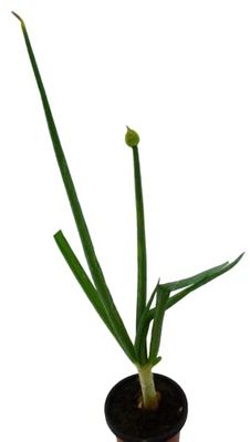 Cebolla Blanca Natural Planta Fácil de Cuidar Ideal para Iniciarse en la Horticultura
