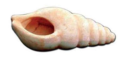 VASO CONCHIGLIA PAGURO IN TERRACOTTA DA GIARDINO, FATTA A MANO; LUNGHEZZA CM. 28, ALTEZZA CM. 11, LARGHEZZA CM. 14. MADE IN ITALY DI VASERIE RINALDI GIARDINAGGIO