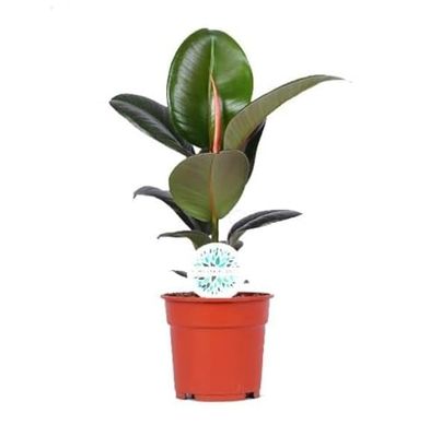 Ficus Elastica Natural Árbol del Caucho o Ficus Robusta