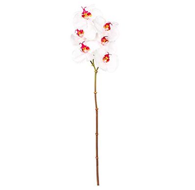 EUROCINSA Ref.43434C21 Orchid PHALAENOPSIS, Box of 12pcs, Pink, 56cm