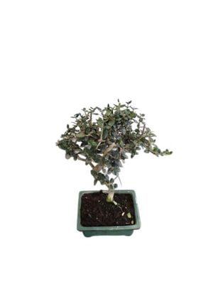 Bonsái de Olivo con Maceta Cerámica Mix Color Planta Natural Premium