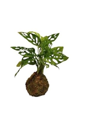 Monstera Monkey Mask en Kokedama – Planta Natural para Decoración y Jardinería – DECOALIVE