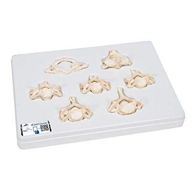 3B Scientific Menselijke anatomie - set met 7 BONElike™ halswervelmodellen + gratis anatomiesoftware - 3B Smart Anatomy