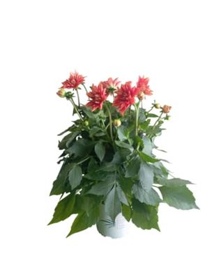 Planta de Dalia Natural con Flores Grandes y Coloridas – Perfecta para Jardín