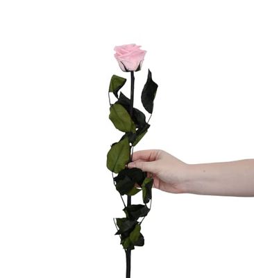 Juli Flowers Premium Infinity Rose