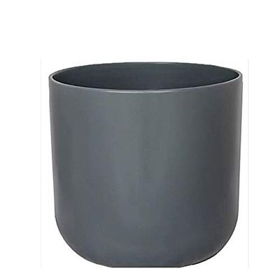 Lissabonplanter ljusgrå D 13,5 cm
