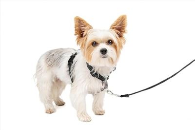 PetSafe 3 in 1 Imbracatura per Cani Anti-Tiro, Regolabile, Imbottita, Riflettente, Cintura di Sicurezza per Auto, Corsa e Camminata, Nero, M