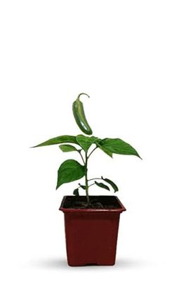 Pimiento Jalapeño Planta Natural: Siente la Conexión con la Naturaleza Cultivando tus Propias Verduras