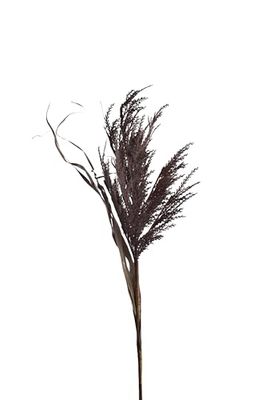 PALMA PLUMERO MARRON_AlexandreHouse
