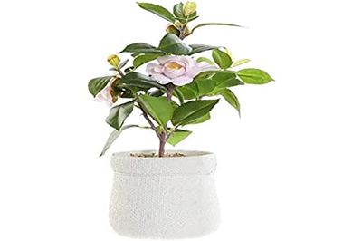 DKD Home Decor Decoratieve plant wit groen roze PVC EVA (23 x 18 x 38 cm)