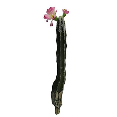 Vacchetti Ramo Cactus C/Fleur Fuchsia, Multicolore, Grande Taille
