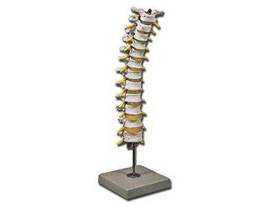 Modelo Columna Toracica