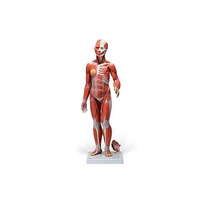 3B Scientific B55 Modele Musculaire Homme-Femme avec Organes Internes, en 33 Parties + Application anatomie gratuite - 3B Smart Anatomy