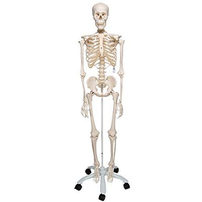 3B Scientific 1020171 Smart Anatomy A10 Squelette Classique sur Pied Métallique avec 5 Roulettes