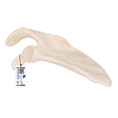 3B Scientific Menselijke anatomie - schouderblad + gratis anatomiesoftware - 3B Smart Anatomy