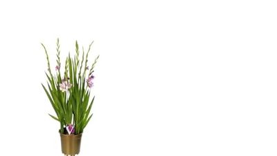 Gladiolus Natural o Gladiolo Bulbo en Maceta para Jardín|Planta de Exterior con Flores