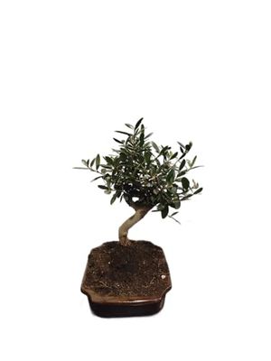Bonsái Olivo Vivo DECOALIVE (Olea Europaea) - Planta Natural Miniatura, Ideal para Decoración y Regalos Únicos
