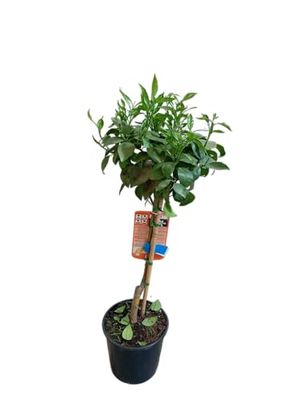 Naranjo en Maceta – Árbol Natural de 100cm para el Huerto y la Terraza