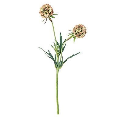 EUROCINSA Ref.43300C54 2-FLOWER SCABIOSA GREEN Box of 12pcs, 56cm