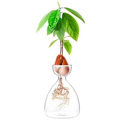 Maveite Avokado grodd växt vas avokado träd växande vas glas trädgård frö start plantering vas behållare avokado träd odling kit för barn vuxna vänner familjer odla avokado träd presentälskare