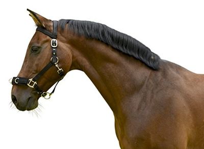 Kerbl Cinto de estocada de plástico - cabrro, preto, unissexo, halter de estocada de plástico preto, WB, preto