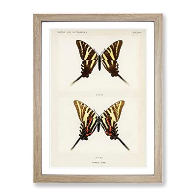 Papilio Ajax Butterfly By S.F. Denton Vintage Framed Wall Art Print, Ready to Hang Picture for Living Room Bedroom Home Office Décor, Oak A3 (34 x 46 cm)
