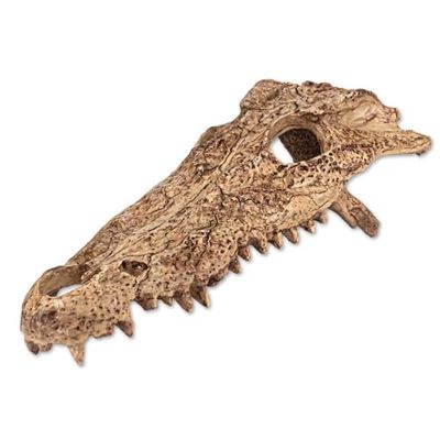 Reptiles Planet - Gaton Bones - Décoration pour Terrarium - Crâne d'Aligator en Résine - 21,5 x 8 x 11 cm