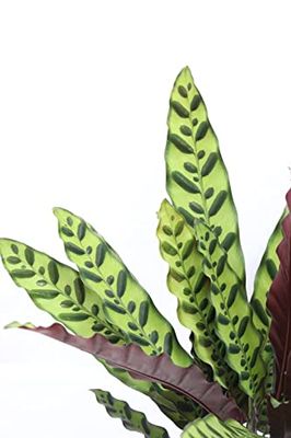 Crótalo o Calathea Lancifolia Natural Planta para el Hogar o la Oficina
