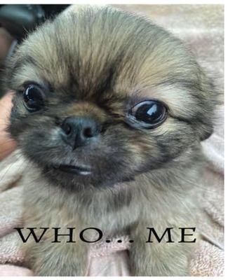 Composition Notebook: Scared Peke: Who .... Me Pekingese; Field Ruled Lined (7.5 x 9.25)