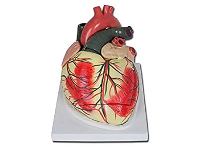 Gima 40070 modelo corazón línea Value, 4 partes, 3 x, – Juego de 1 pieza