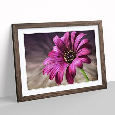 Flower Purple Daisy No.1 Modern Framed Wall Art Print, Ready to Hang Picture for Living Room Bedroom Home Office Décor, Walnut A3 (46 x 34 cm)